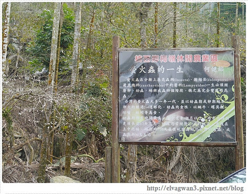 台南-楠西-梅嶺-香蕉山-冬季賞梅-梅花-梅子雞-伍龍步道-大眾餐飲-44-282-1