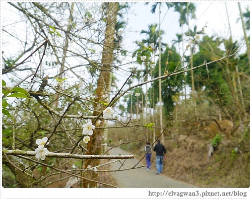 台南-楠西-梅嶺-香蕉山-冬季賞梅-梅花-梅子雞-伍龍步道-大眾餐飲-55-311-1