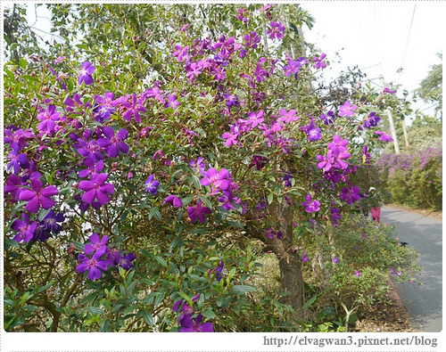 台南-楠西-梅嶺-香蕉山-冬季賞梅-梅花-梅子雞-伍龍步道-大眾餐飲-30-228-1