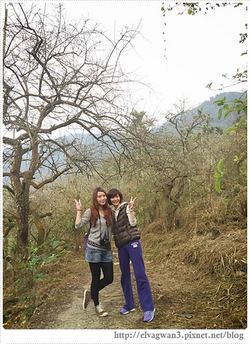 台南-楠西-梅嶺-香蕉山-冬季賞梅-梅花-梅子雞-伍龍步道-大眾餐飲-71-07144-1