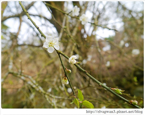 台南-楠西-梅嶺-香蕉山-冬季賞梅-梅花-梅子雞-伍龍步道-大眾餐飲-89-443-1