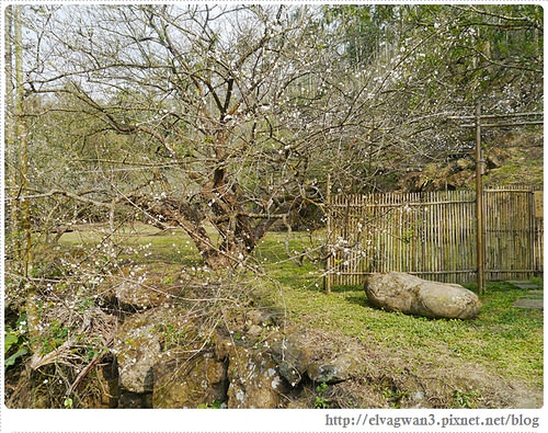 台南-楠西-梅嶺-香蕉山-冬季賞梅-梅花-梅子雞-伍龍步道-大眾餐飲-51-299-1