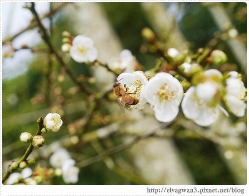 台南-楠西-梅嶺-香蕉山-冬季賞梅-梅花-梅子雞-伍龍步道-大眾餐飲-1-342-1