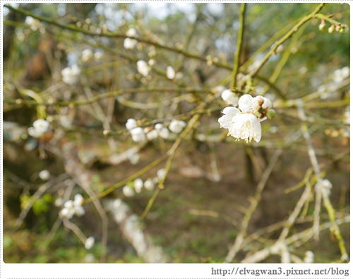 台南-楠西-梅嶺-香蕉山-冬季賞梅-梅花-梅子雞-伍龍步道-大眾餐飲-90-445-1