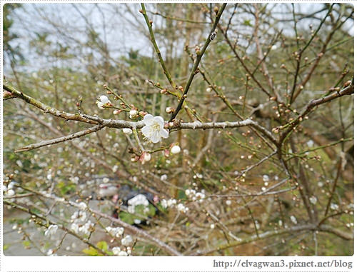 台南-楠西-梅嶺-香蕉山-冬季賞梅-梅花-梅子雞-伍龍步道-大眾餐飲-54-307-1