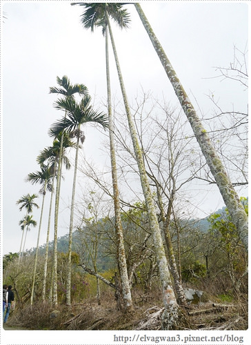 台南-楠西-梅嶺-香蕉山-冬季賞梅-梅花-梅子雞-伍龍步道-大眾餐飲-59-328-1