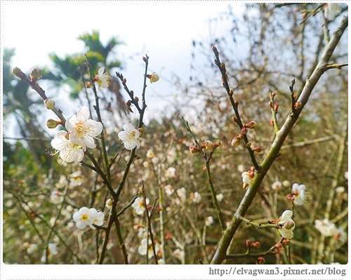 台南-楠西-梅嶺-香蕉山-冬季賞梅-梅花-梅子雞-伍龍步道-大眾餐飲-33-244-1