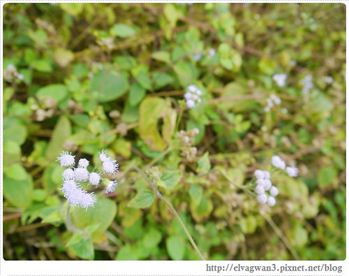 台南-楠西-梅嶺-香蕉山-冬季賞梅-梅花-梅子雞-伍龍步道-大眾餐飲-95-463-1