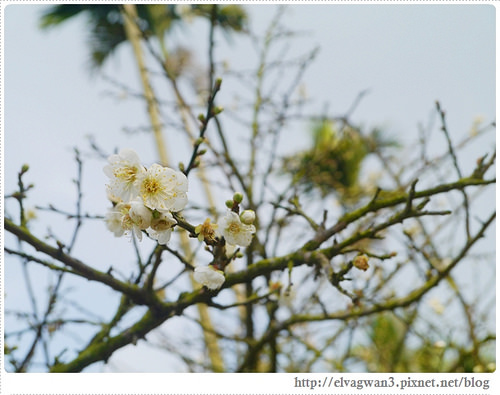 台南-楠西-梅嶺-香蕉山-冬季賞梅-梅花-梅子雞-伍龍步道-大眾餐飲-69-375-1