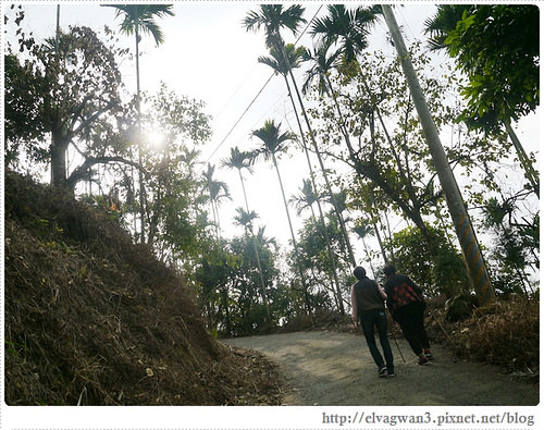 台南-楠西-梅嶺-香蕉山-冬季賞梅-梅花-梅子雞-伍龍步道-大眾餐飲-84-420-1