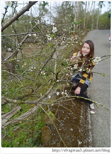 台南-楠西-梅嶺-香蕉山-冬季賞梅-梅花-梅子雞-伍龍步道-大眾餐飲-56-317-1