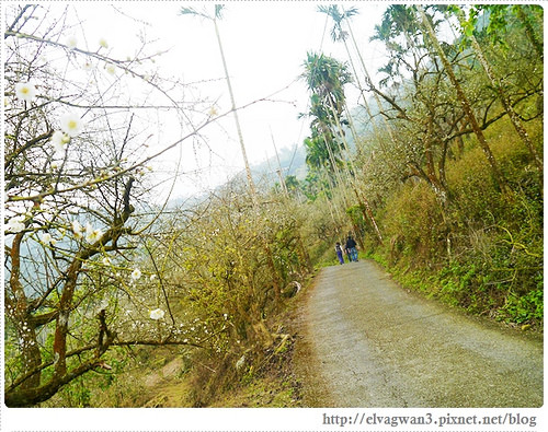 台南-楠西-梅嶺-香蕉山-冬季賞梅-梅花-梅子雞-伍龍步道-大眾餐飲-92-458-1
