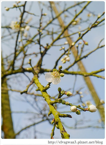台南-楠西-梅嶺-香蕉山-冬季賞梅-梅花-梅子雞-伍龍步道-大眾餐飲-70-377-1