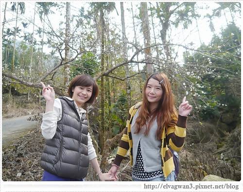 台南-楠西-梅嶺-香蕉山-冬季賞梅-梅花-梅子雞-伍龍步道-大眾餐飲-47-295-1