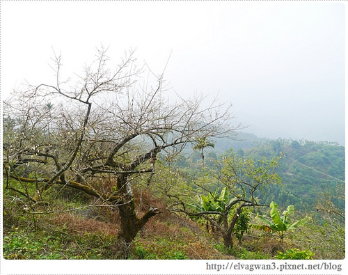 台南-楠西-梅嶺-香蕉山-冬季賞梅-梅花-梅子雞-伍龍步道-大眾餐飲-79-410-1