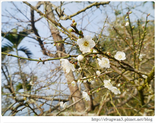 台南-楠西-梅嶺-香蕉山-冬季賞梅-梅花-梅子雞-伍龍步道-大眾餐飲-75-389-1
