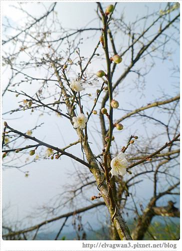 台南-楠西-梅嶺-香蕉山-冬季賞梅-梅花-梅子雞-伍龍步道-大眾餐飲-78-409-1