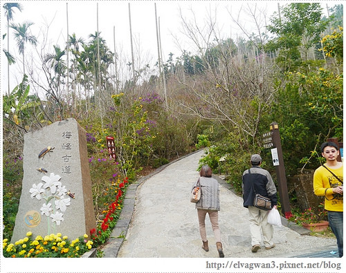台南-楠西-梅嶺-香蕉山-冬季賞梅-梅花-梅子雞-伍龍步道-大眾餐飲-3-499-1