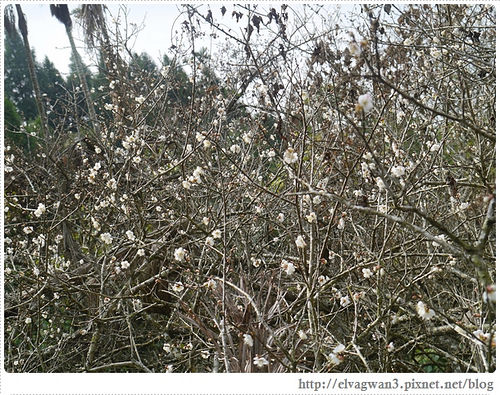台南-楠西-梅嶺-香蕉山-冬季賞梅-梅花-梅子雞-伍龍步道-大眾餐飲-32-243-1