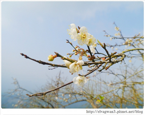 台南-楠西-梅嶺-香蕉山-冬季賞梅-梅花-梅子雞-伍龍步道-大眾餐飲-77-401-1