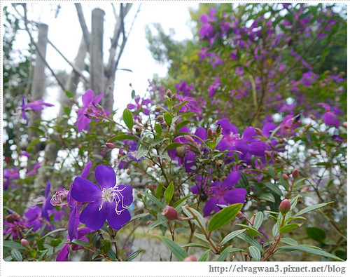 台南-楠西-梅嶺-香蕉山-冬季賞梅-梅花-梅子雞-伍龍步道-大眾餐飲-11-154-1