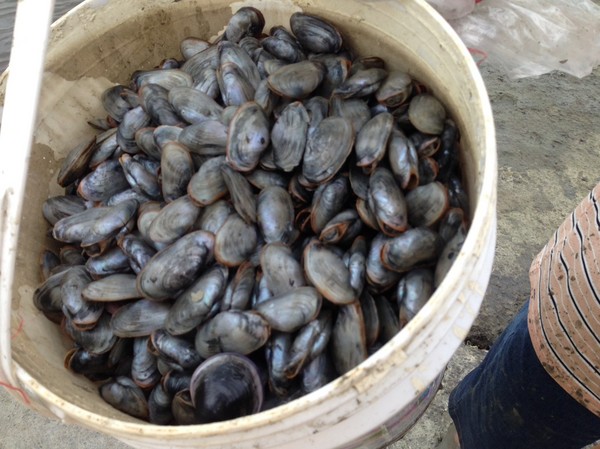 青青草原:新竹-青青草原