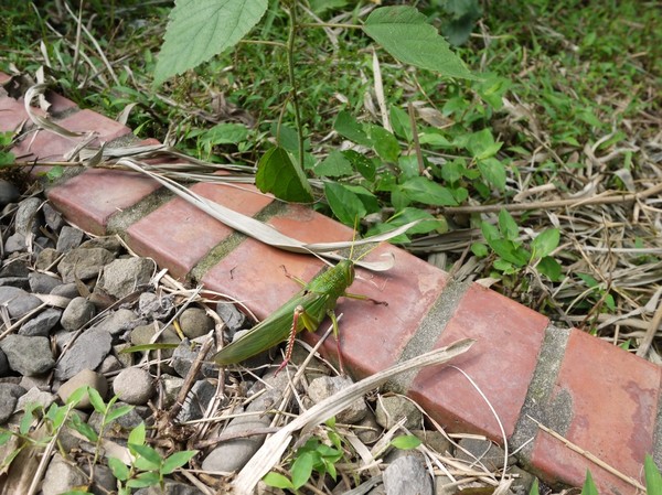 青青草原:新竹-青青草原