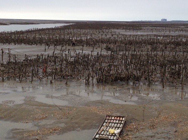 青青草原:新竹-青青草原