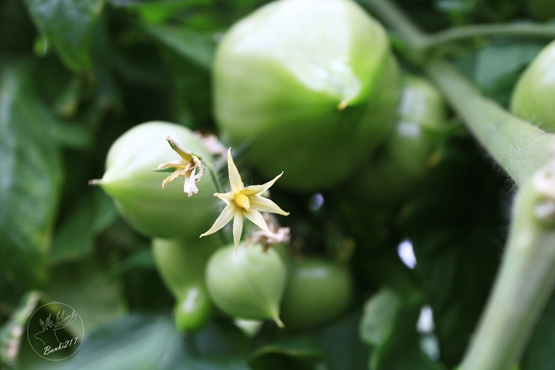 Banbi217 美食旅遊: 礁溪長榮鳳凰酒店(宜蘭溫泉住宿附早餐,免費到番茄果園採番茄)[邀約]