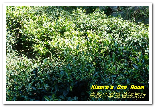 日月潭頭社活盆地休閒農業區:繞著南投跑.四季農遊微旅行.之二/活盆地、彩繪村與阿嬤洗衣場、水里鵲橋