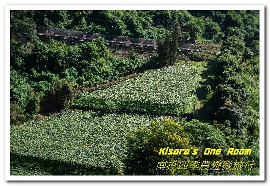 日月潭頭社活盆地休閒農業區:繞著南投跑.四季農遊微旅行.之二/活盆地、彩繪村與阿嬤洗衣場、水里鵲橋