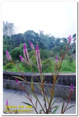 日月潭頭社活盆地休閒農業區:繞著南投跑.四季農遊微旅行.之二/活盆地、彩繪村與阿嬤洗衣場、水里鵲橋