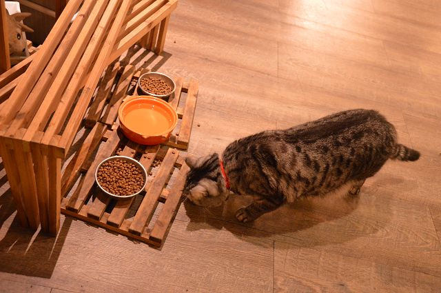 貓咪先生的朋友38