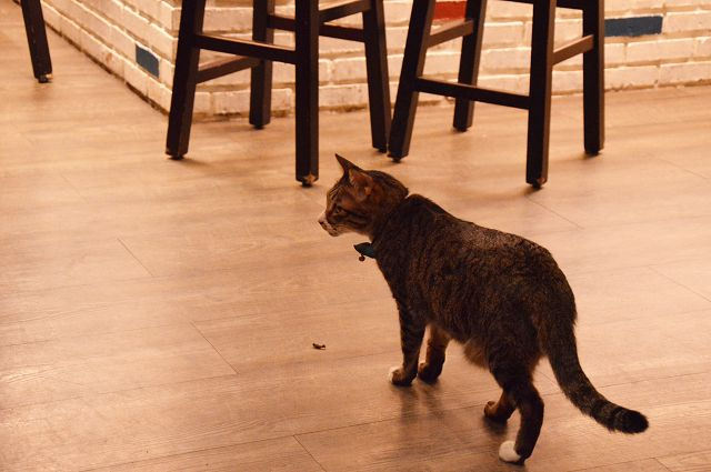 貓咪先生的朋友40