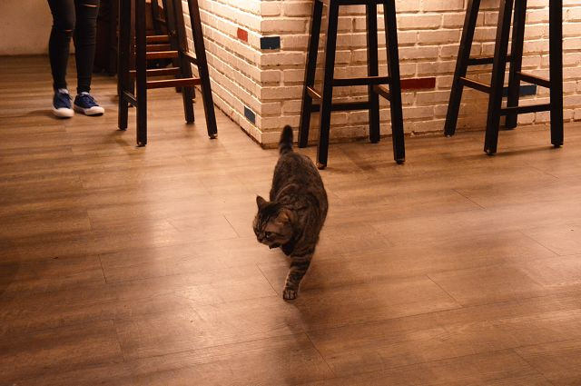 貓咪先生的朋友12