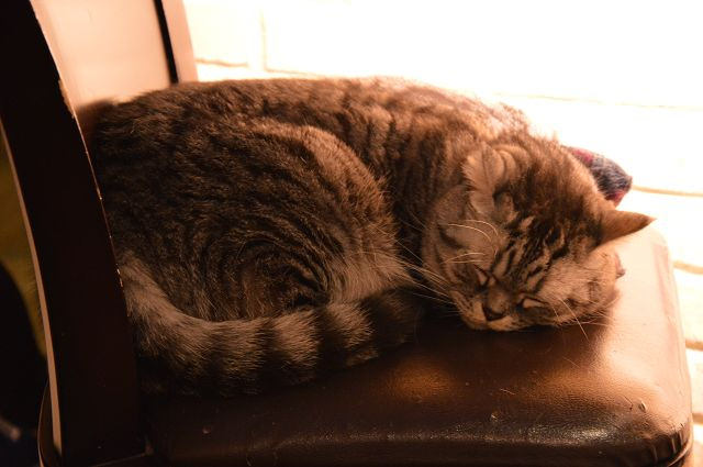 貓咪先生的朋友46