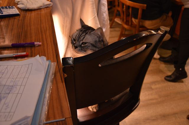 貓咪先生的朋友42