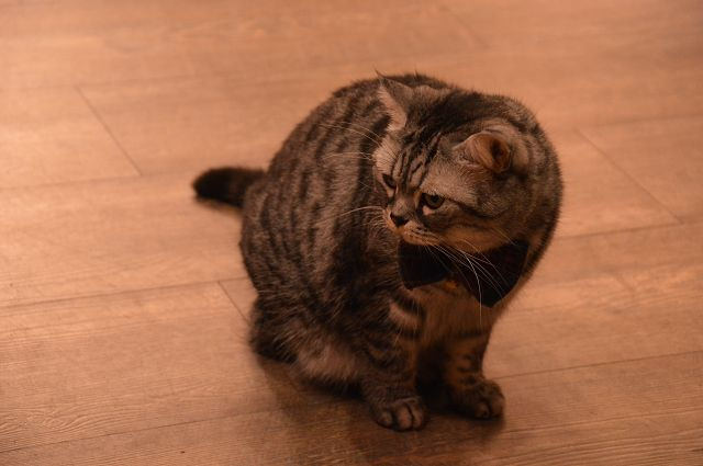 貓咪先生的朋友37