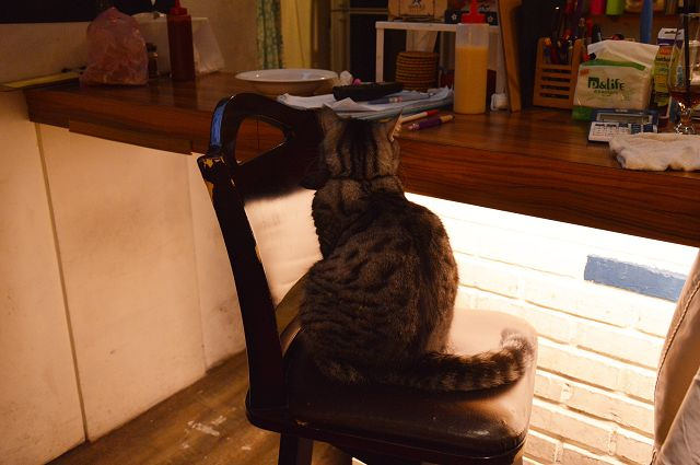 貓咪先生的朋友41