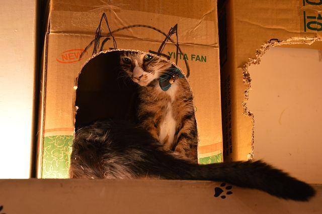 貓咪先生的朋友44