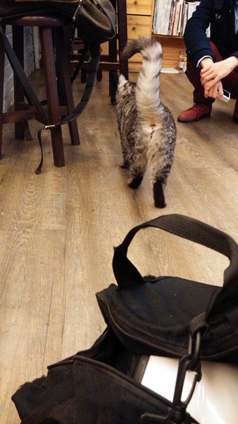 貓咪先生的朋友:*台北~東區 來看小貓咪 喵喵喵! 貓咪先生的朋友*