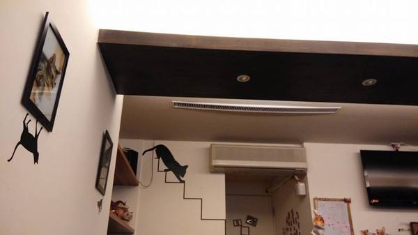 貓咪先生的朋友:*台北~東區 來看小貓咪 喵喵喵! 貓咪先生的朋友*