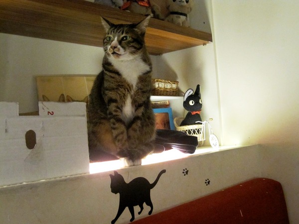 貓咪先生的朋友:*口碑券*貓咪先生的朋友~有可愛胖貓和甜蜜鬆餅的店