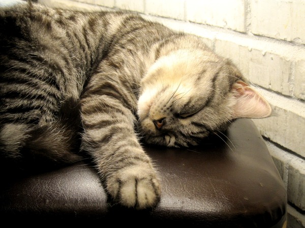 貓咪先生的朋友:*口碑券*貓咪先生的朋友~有可愛胖貓和甜蜜鬆餅的店