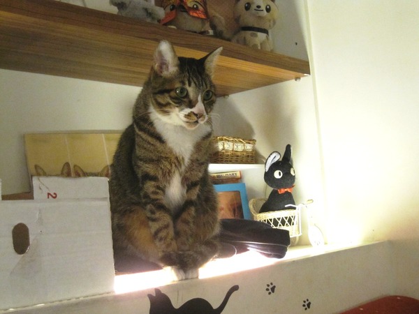 貓咪先生的朋友:*口碑券*貓咪先生的朋友~有可愛胖貓和甜蜜鬆餅的店