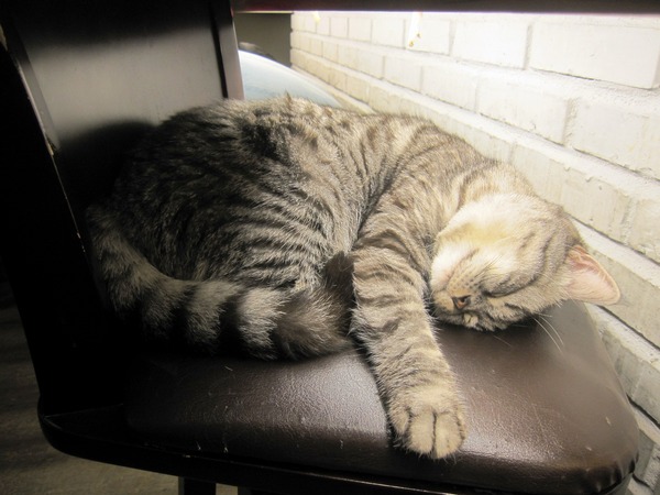 貓咪先生的朋友:*口碑券*貓咪先生的朋友~有可愛胖貓和甜蜜鬆餅的店