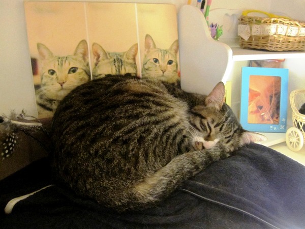 貓咪先生的朋友:*口碑券*貓咪先生的朋友~有可愛胖貓和甜蜜鬆餅的店