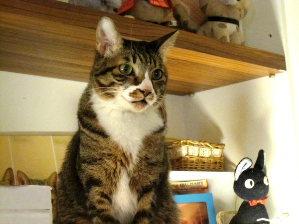 貓咪先生的朋友:*口碑券*貓咪先生的朋友~有可愛胖貓和甜蜜鬆餅的店