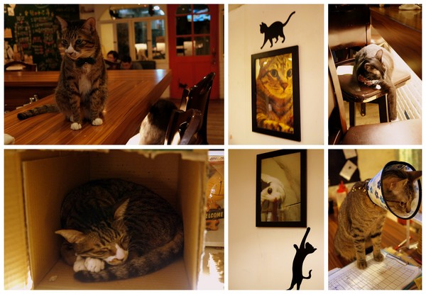 貓咪先生的朋友:(胖樺食記)台北市忠孝復興捷運站愛貓者的天堂「貓咪先生的朋友」。提供早午餐漢堡輕食下午茶及輕鬆環境。