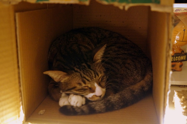 貓咪先生的朋友:(胖樺食記)台北市忠孝復興捷運站愛貓者的天堂「貓咪先生的朋友」。提供早午餐漢堡輕食下午茶及輕鬆環境。